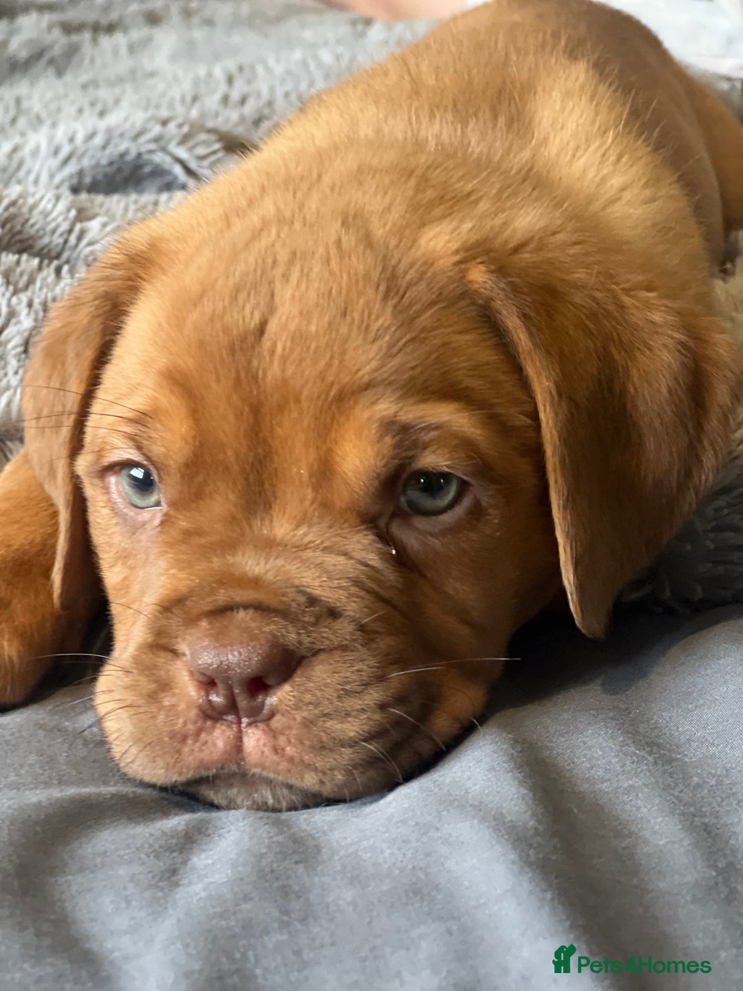 Dogue De Bordeaux dogs for sale: Kc registered Dogue de bordeaux puppies  - Image 18