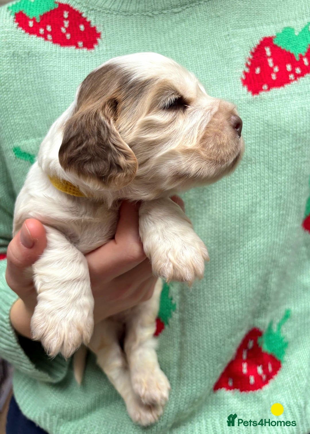 Cocker Spaniel dogs for sale: KC Show Cocker Spaniel Pups DNA health Simbawood  - Image 11