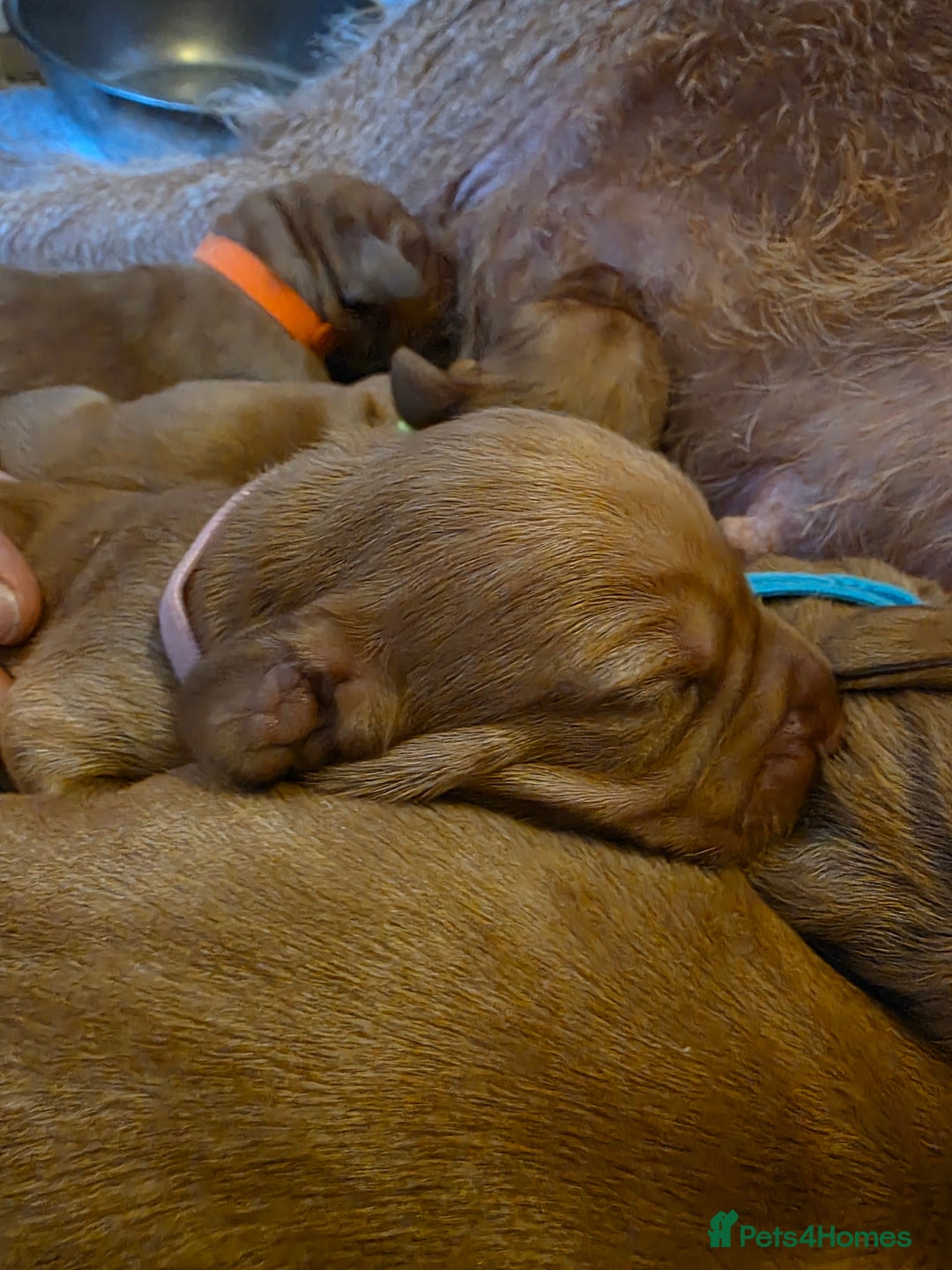 Mixed Breed dogs for sale: Hungarian vizsla cross cocker spaniel puppies - Advert 17