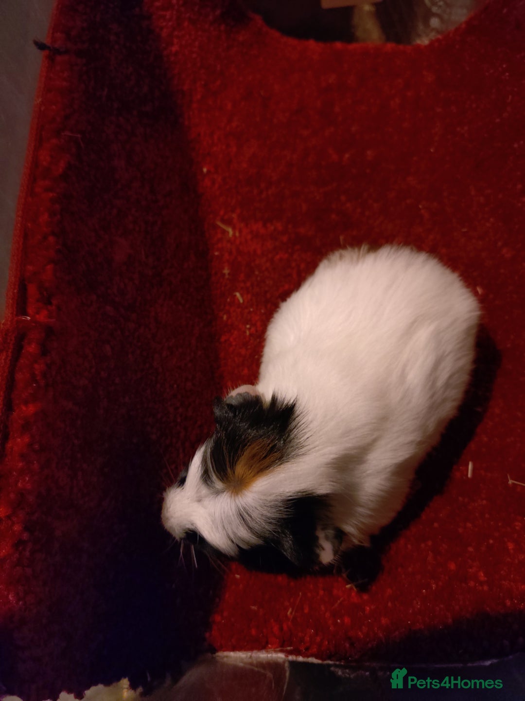 Guinea Pig rodents for sale: Baby guinea pig females and males - Advert 7