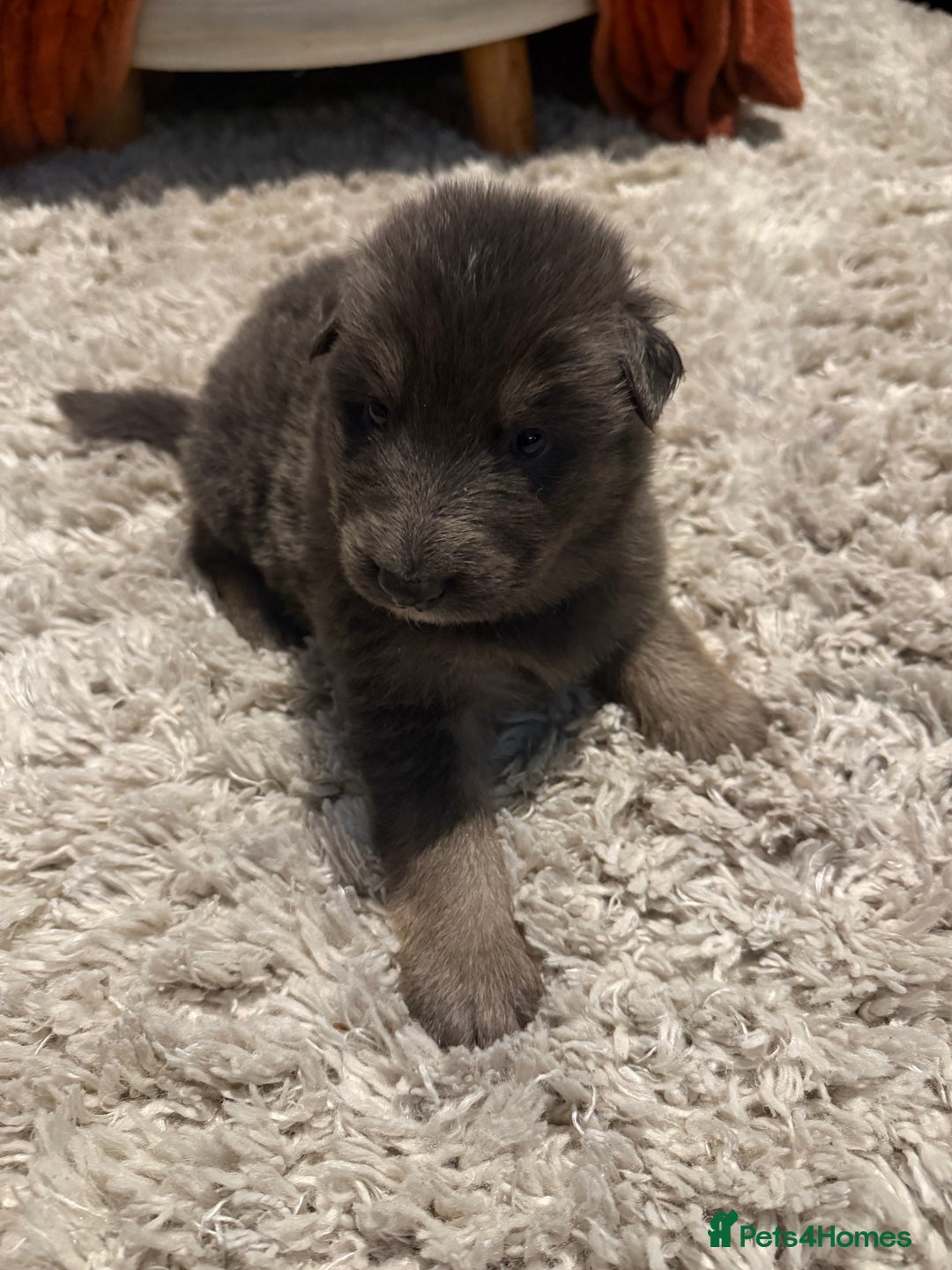 German Shepherd dogs for sale: Blue eyed long hair, blue German shepherds - Advert 23