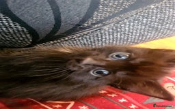 Mixed Breed cats for sale: Kittens for sale  - Advert 10