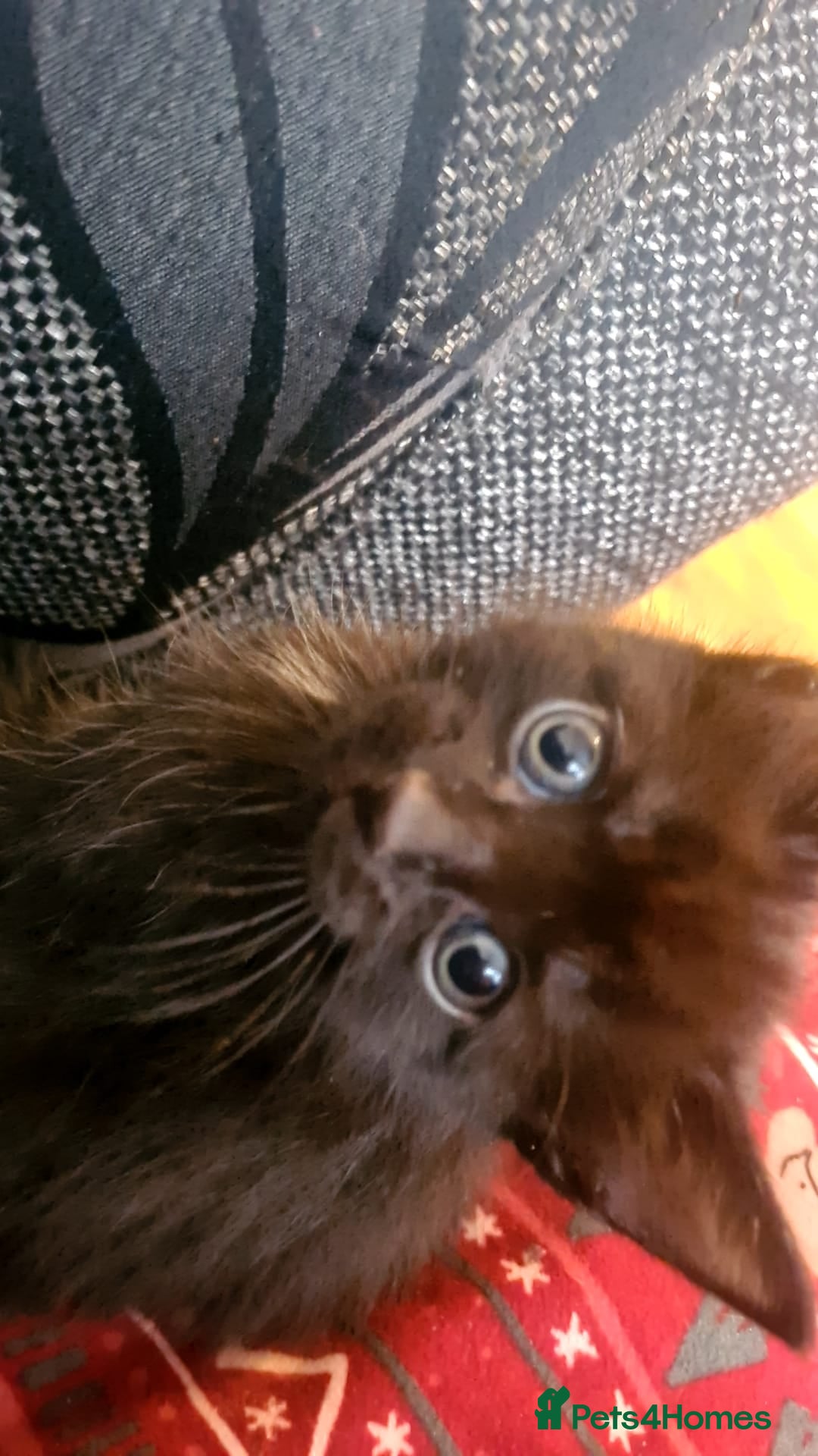 Mixed Breed cats for sale: Kittens for sale  - Advert 10