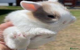 Lionhead rabbits for sale: Baby Lionhead bunnies ! Ready to be reserved ! - Image 12