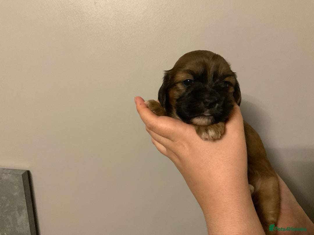Cava Tzu dogs for sale: Gorgeous F1 Cava Ztu puppies - Image 7