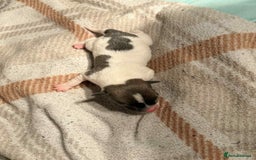 Jack Russell dogs for sale: White,blue,red tri jack Russell pups  - Advert 13