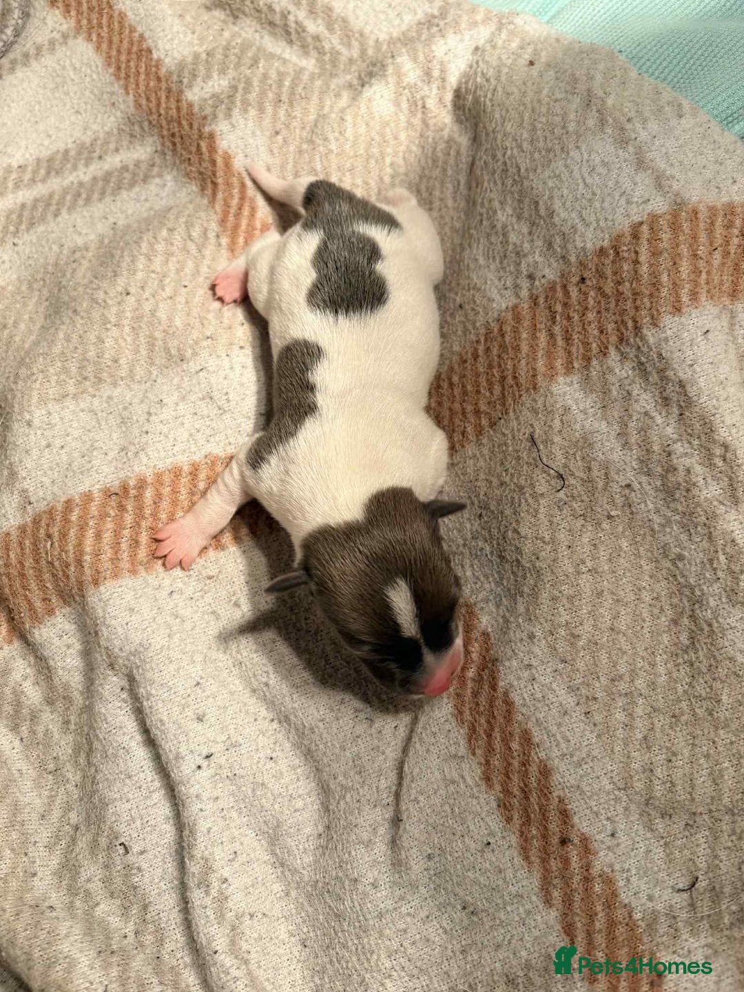 Jack Russell dogs for sale: White,blue,red tri jack Russell pups  - Advert 13