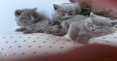 British Shorthair cats - Advert 16