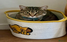 Bengal cats for sale: Male bengal cat looking for forever home  - Image 4
