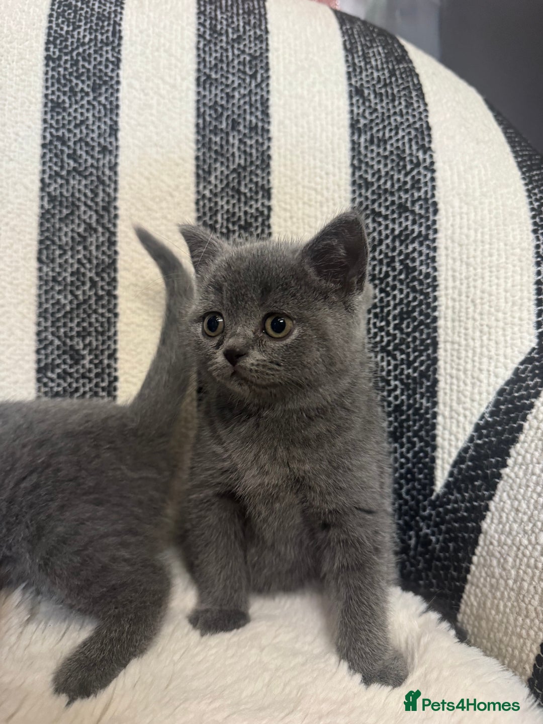 British Shorthair cats for sale: 💕British Shorthair Blue Kittens💕 - Advert 4