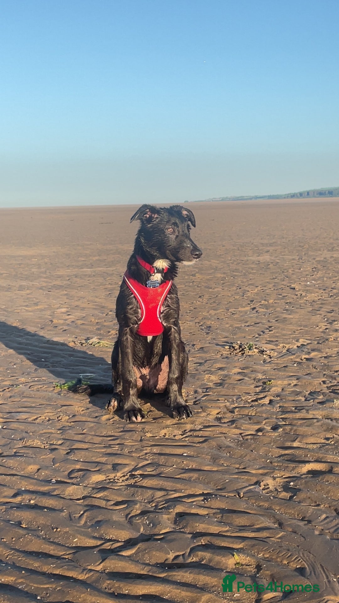 Mixed Breed dogs for sale: Dante  - Image 3