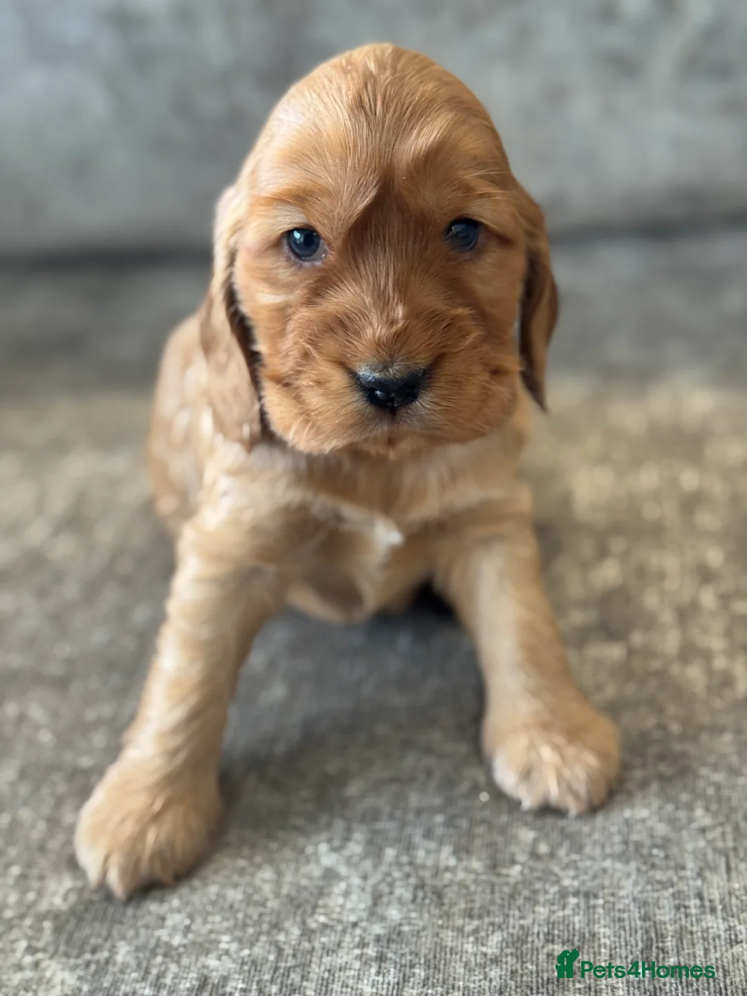 Cocker Spaniel dogs for sale: 100% SHOWTYPE KC REG FROM HEALTH TESTED PARENTS  - Advert 13