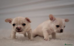 French Bulldog dogs for sale: 2 Male and 2 Female French Bulldogs - Image 13