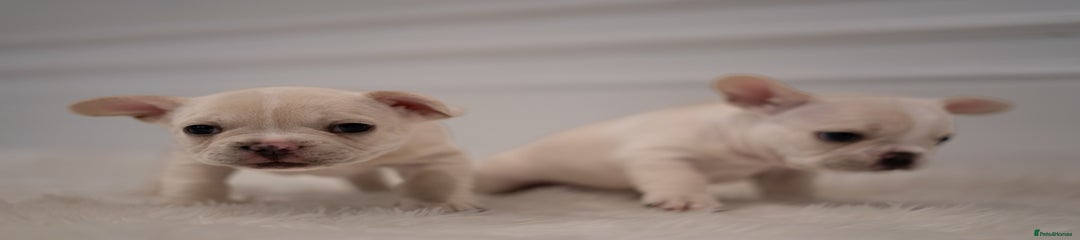 French Bulldog Puppy 2