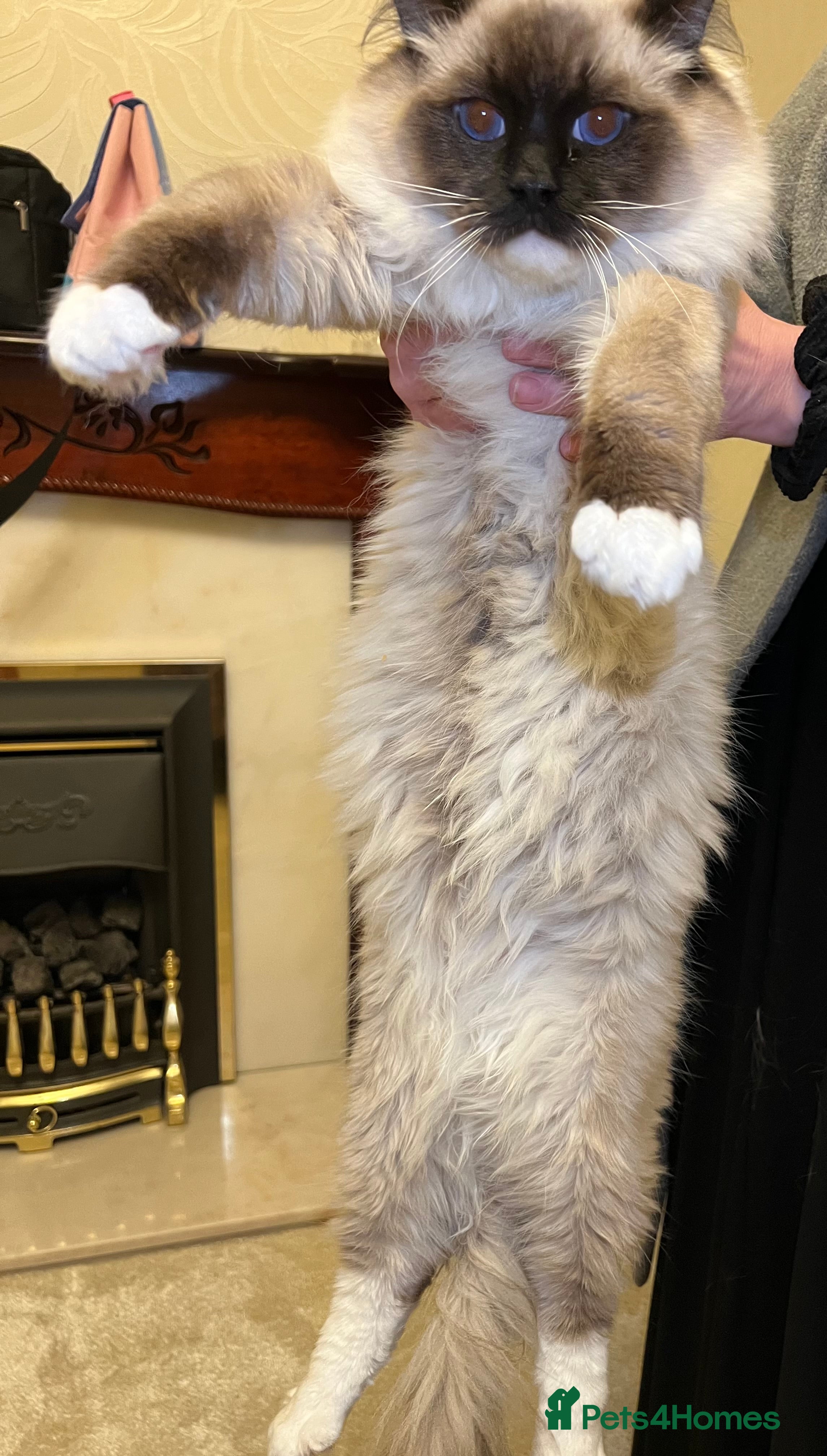 Ragdoll cats Ragdoll stud only  - Advert 1