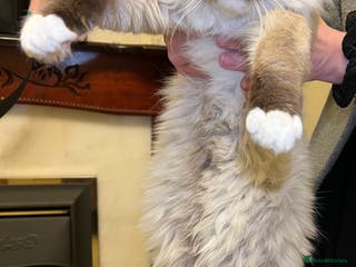 Ragdoll cats Ragdoll stud only - Advert 1