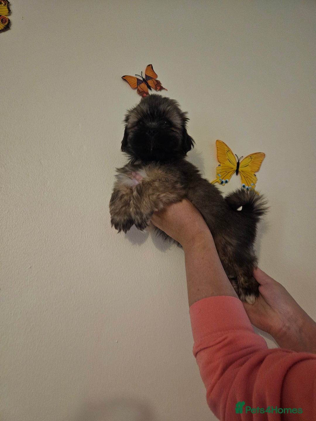 Lhasa Apso dogs for sale: Lovely pedigree puppys - Image 14