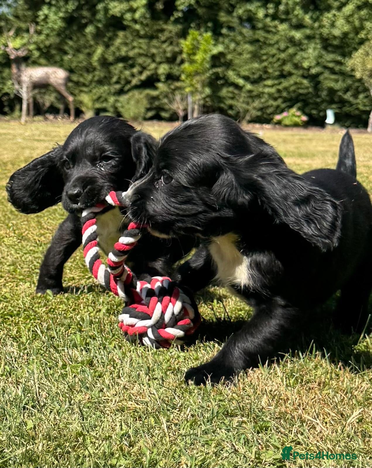 Sprocker dogs Sprocker Puppies ready to go just two girls left - Advert 17