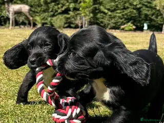 Sprocker dogs Sprocker Puppies ready to go just two girls left - Advert 17