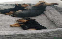 Yorkshire Terrier dogs for sale: Yorkshire terrior  - Image 8