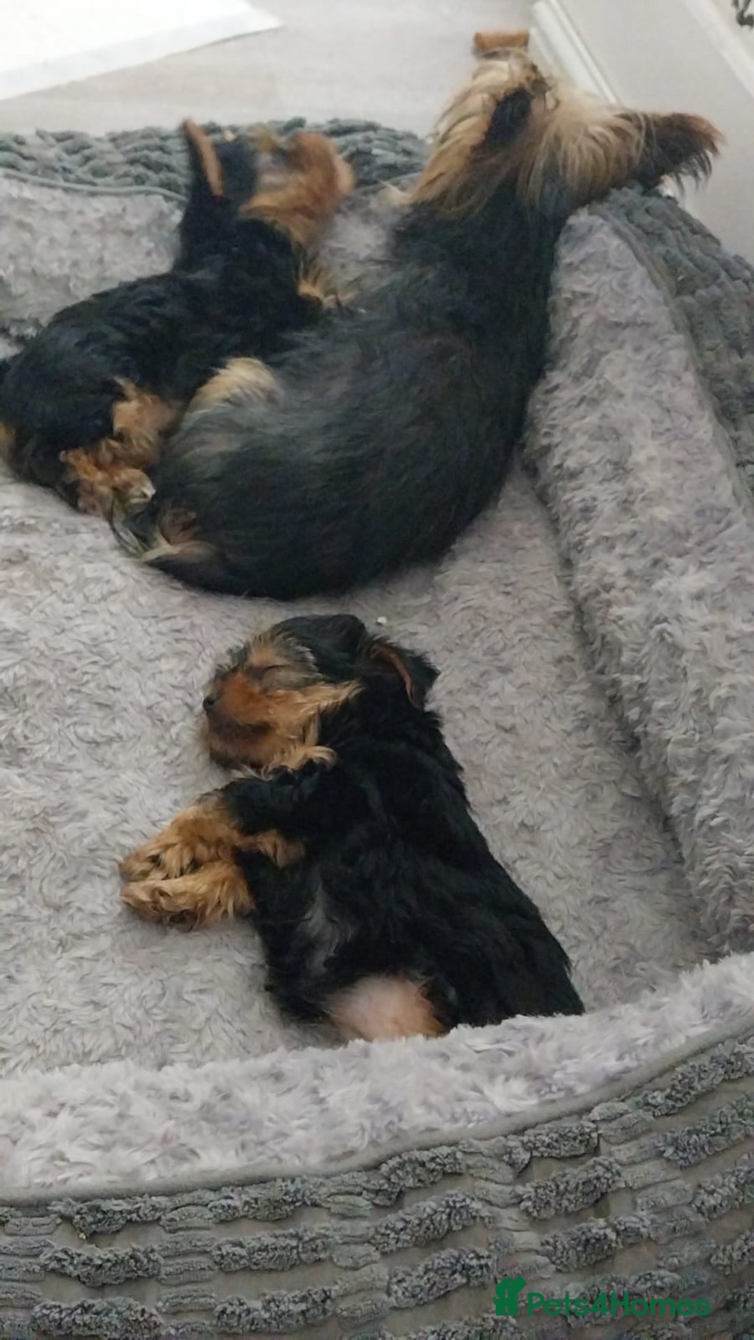 Yorkshire Terrier dogs for sale: Yorkshire terrior  - Image 8