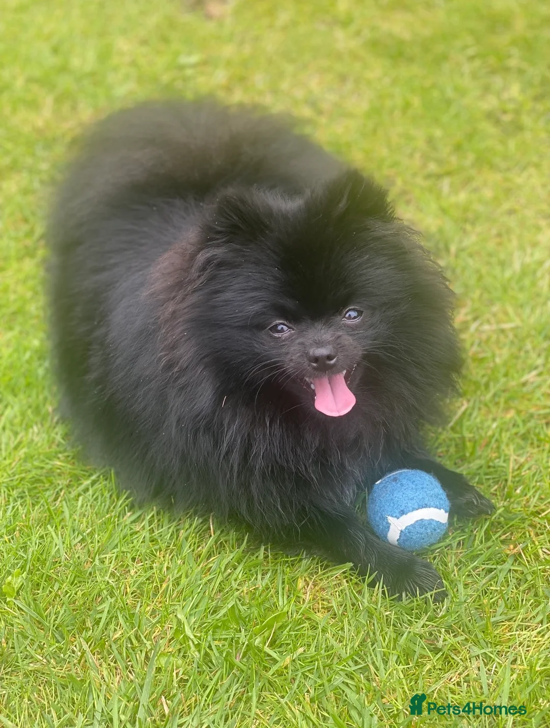 Pomeranian dogs for sale: 3 male Pomeranian puppies  - Advert 4