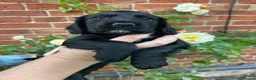 Cocker Spaniel dogs for sale: Working cocker spaniel dog pup for sale  - Advert 7