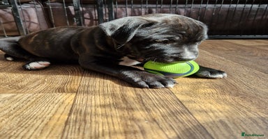 Staffordshire Bull Terrier dogs - Advert 4