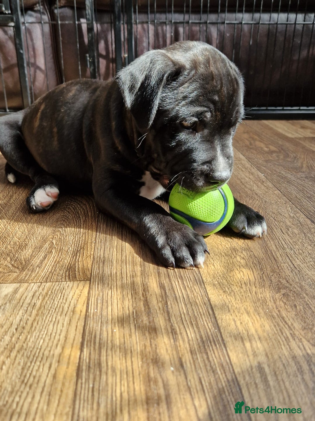 Staffordshire Bull Terrier dogs for sale: KC Reg Staffy Pups – Beautiful Chunky Puppys - Image 3