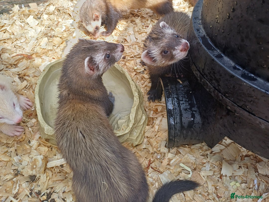 Ferret rodents for sale: Ferret kits for sale - Image 8