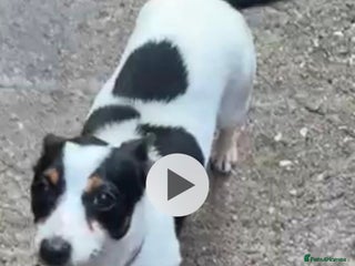 Jack Russell dogs Tyson the little jack Russel - Advert 1