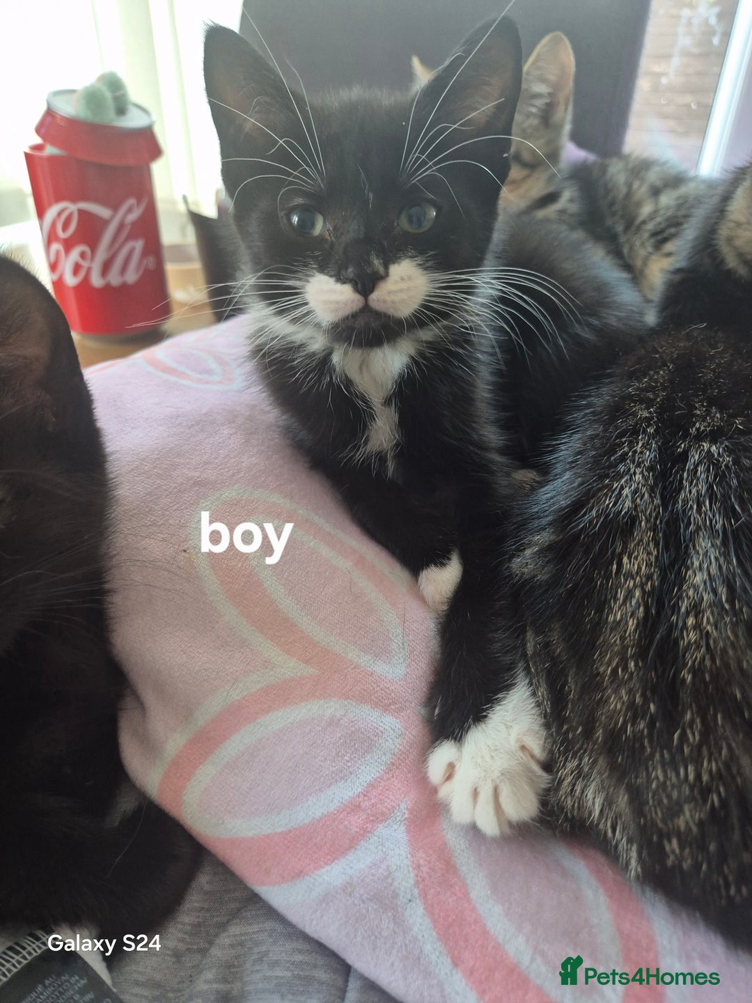 Mixed Breed cats for sale: Kittens ready now  - Image 1