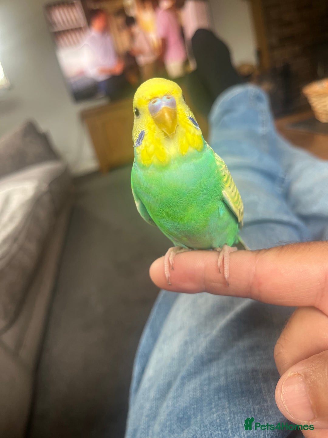 Budgerigars birds for sale: Budgies - Image 10