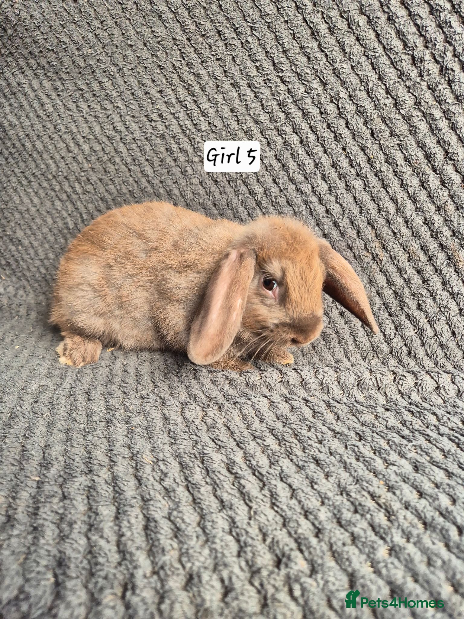 Mini Lop rabbits Mini Lop Bunnies - Advert 6
