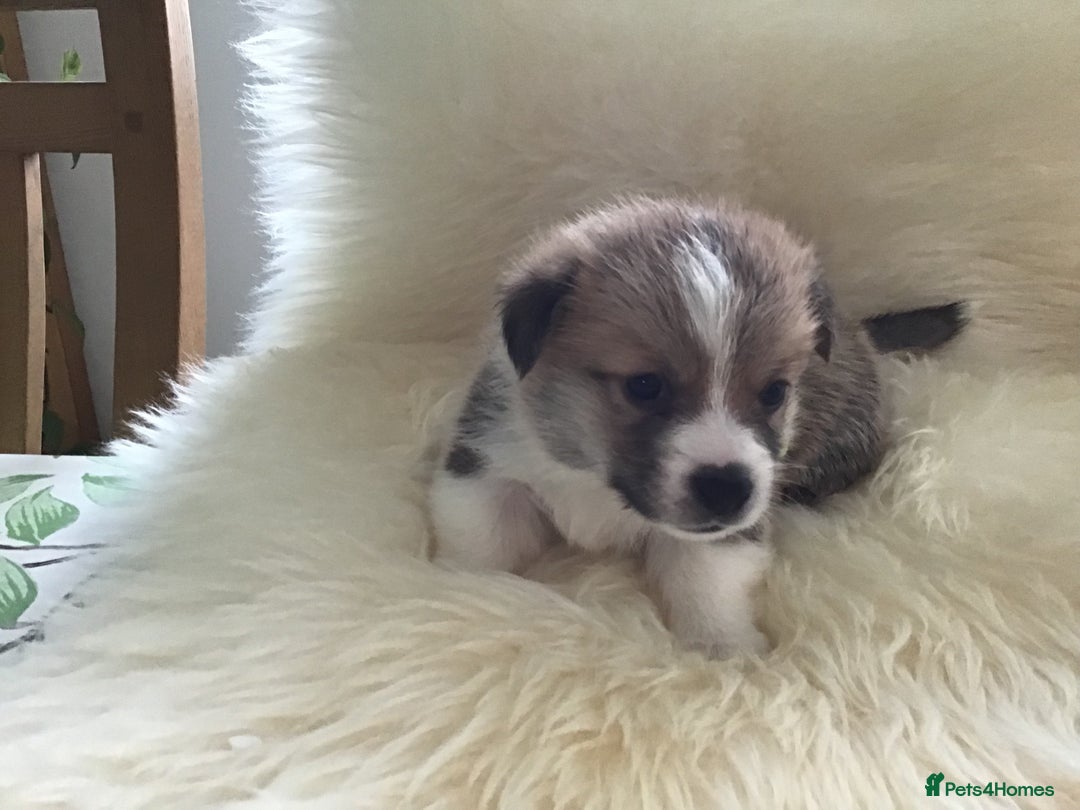 Welsh Corgi Pembroke dogs for sale: Gorgeous Quality Puppies - Advert 3
