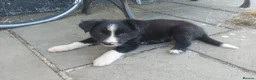 Border Collie dogs for sale: Confident, Friendly Collie Puppies - Advert 5