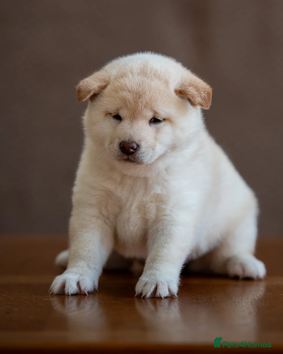 Japanese Shiba Inu dogs for sale: ❤️ Fall in Love with a Shiba Girl — Reduced Price - Advert 39
