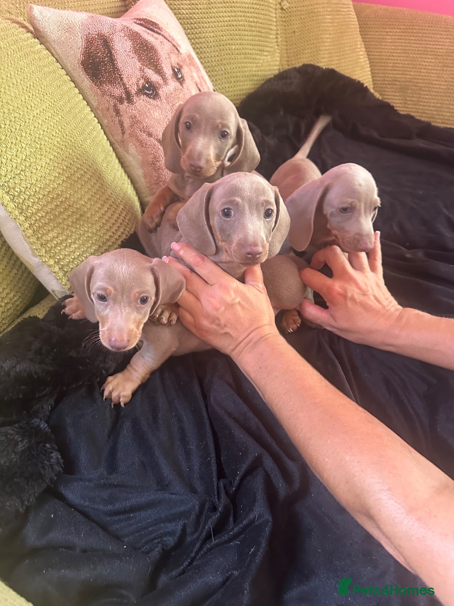 Miniature Dachshund dogs Miniature dachshunds, Puppies - Advert 1