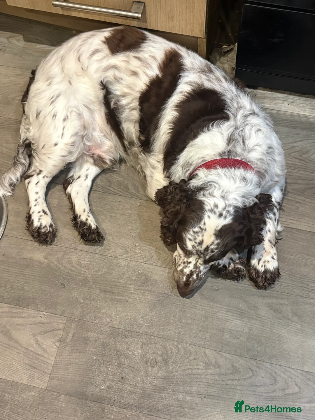 Sprocker dogs for sale: Sprocker puppies for sale  - Advert 18