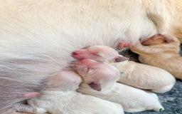 Goldador dogs for sale: A Special Litter of Goldador Puppies - Image 3