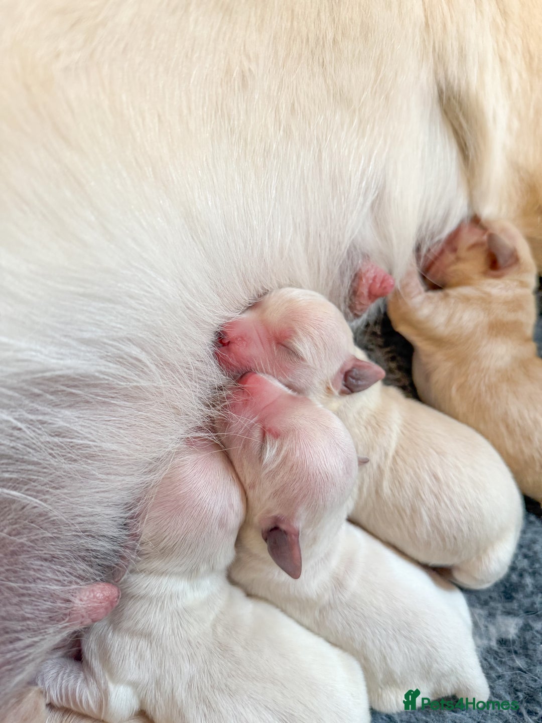 Goldador dogs for sale: A Special Litter of Goldador Puppies - Image 3