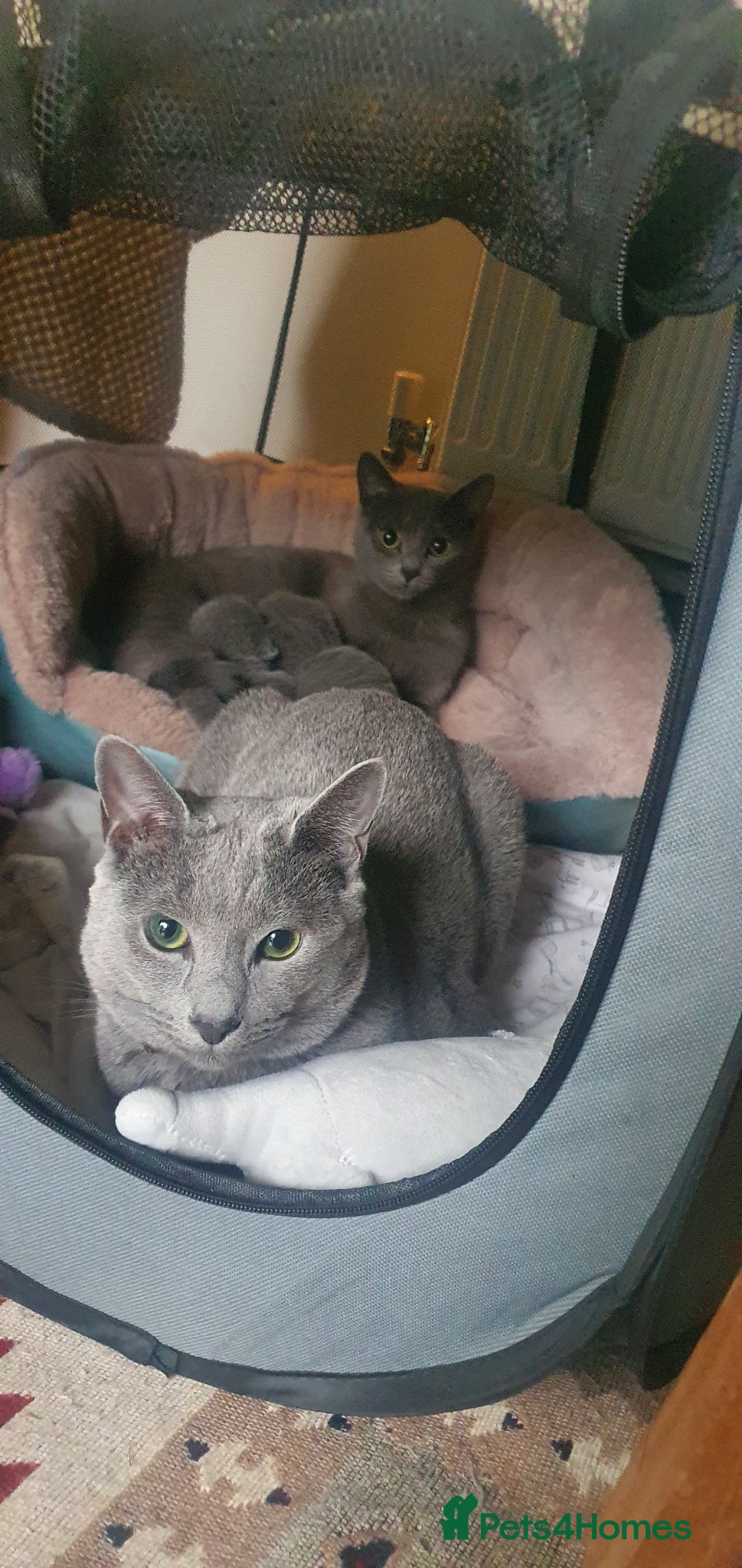 Russian Blue cats 🐾 Beautiful Russian Blue Kittens for Sale 🐾 - Advert 2