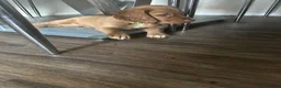 Cocker Spaniel dogs for sale: top class red cockers ready to leave now  - Advert 4