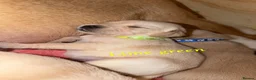 Goldador dogs for sale: 🐾 Stunning Goldador Puppies 🐾 - Advert 21