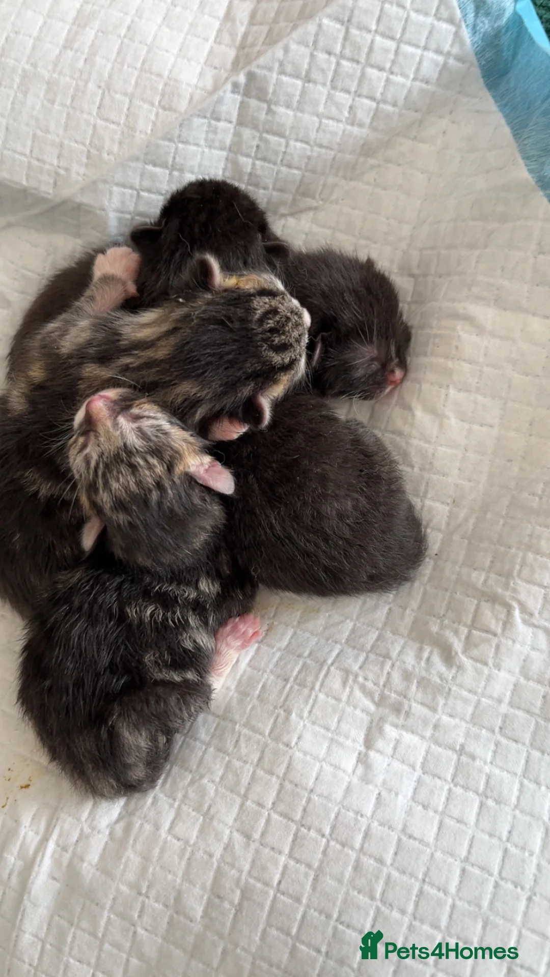 Mixed Breed cats for sale: Kittens  in Middlesbrough - Advert 5
