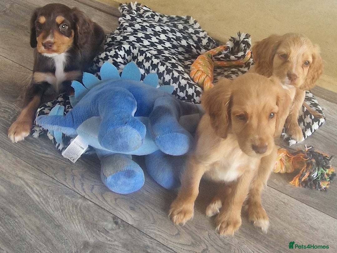 Cocker Spaniel dogs for sale: Cocker spaniels only 3 left  - Image 1