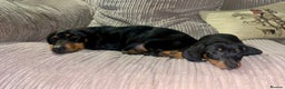 Miniature Dachshund dogs for sale: Black and Tan female miniature dachshund  - Advert 4
