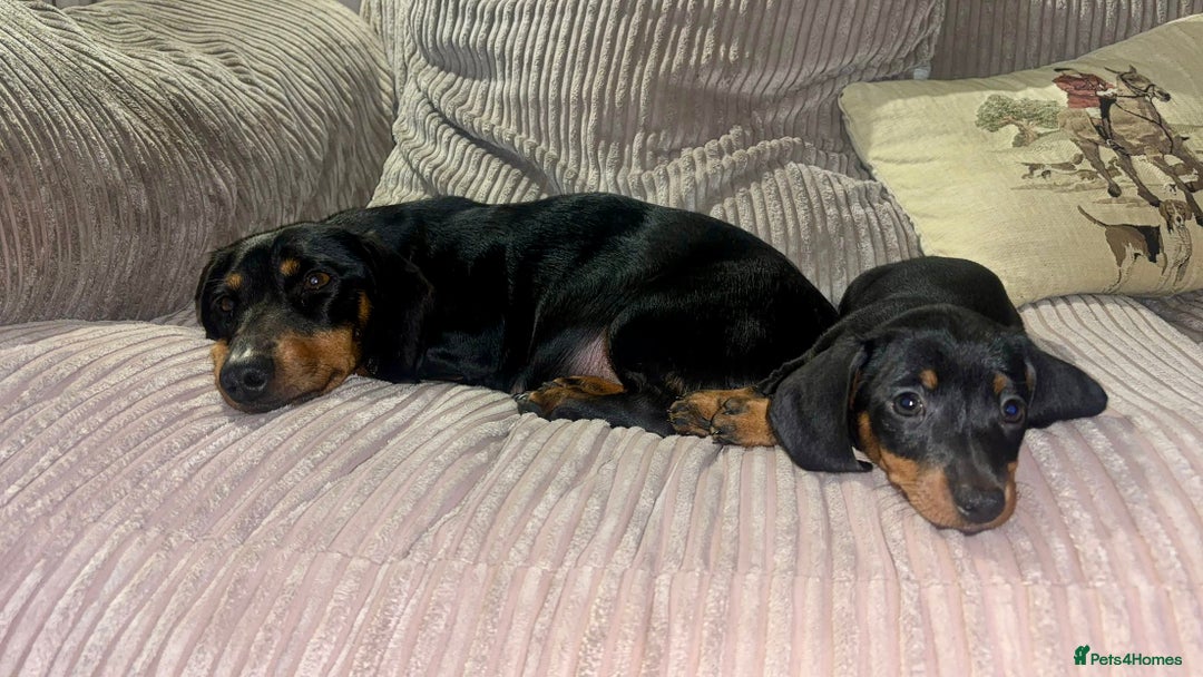 Miniature Dachshund dogs for sale: Black and Tan female miniature dachshund  - Advert 4
