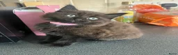 Mixed Breed cats for sale: Stunning Kittens Ready Now - Advert 13