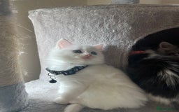Turkish Angora cats for sale: Turkish Angora/ Ragdoll kittens for SALE !!! - Image 3